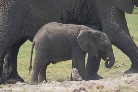 Tierwelt Afrikas