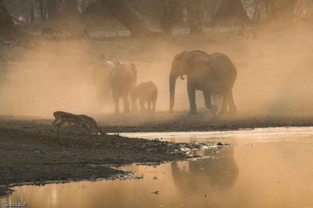 Tierwelt Afrikas