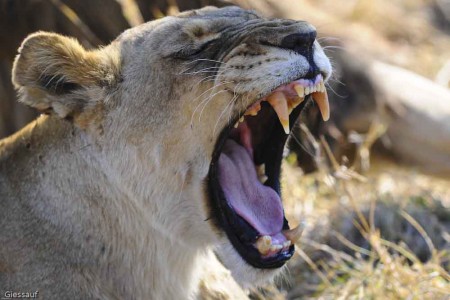 Tierwelt Afrikas