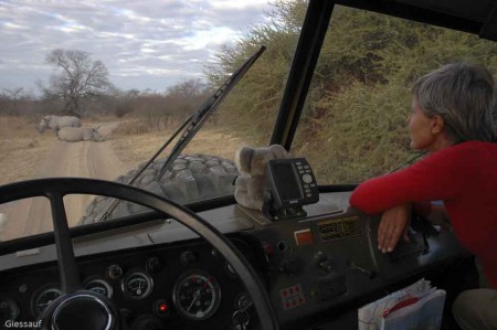 Tierwelt Afrikas