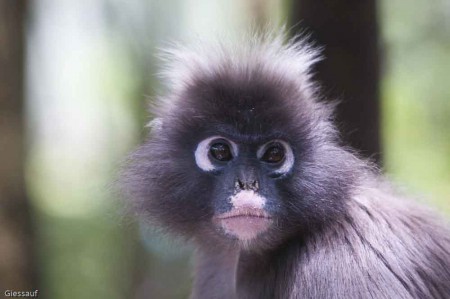 Tierwelt Afrikas