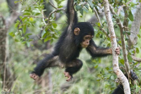 Gombe Stream Nationalpark - Tansania